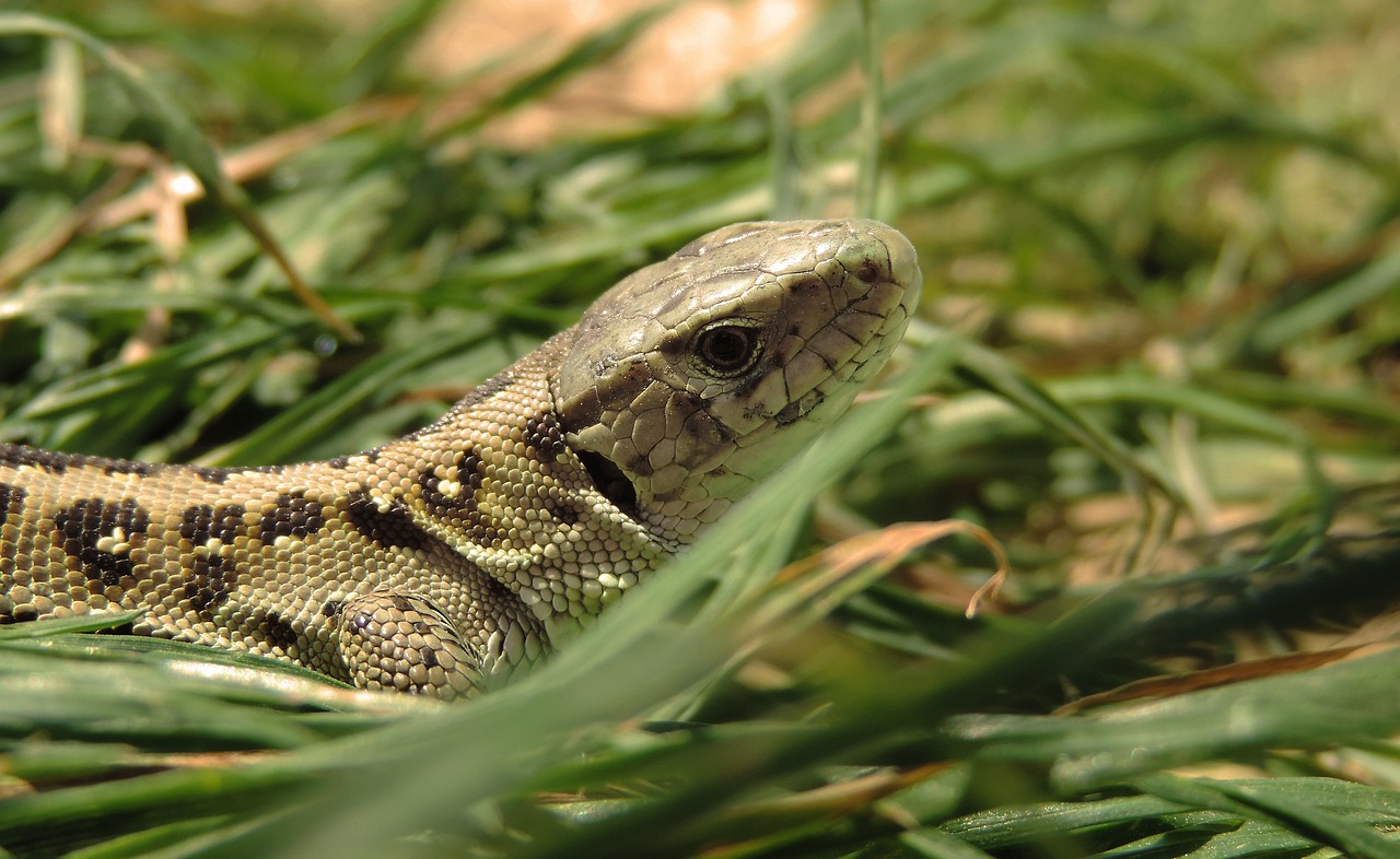 Utilizing Keywords in Content Creation